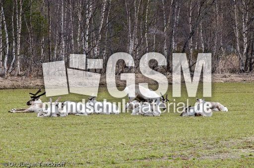 Rentier (5 von 8).jpg